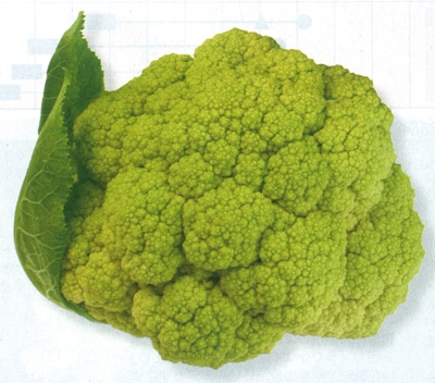 トキタ種苗 カリフラワー種子 グストイタリア マルケ【取り寄せ注文】＊種子有効期限2026年5月末