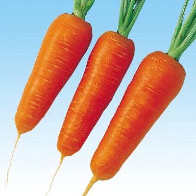 中原採種場　ニンジン種子　黒田五寸【取り寄せ注文】