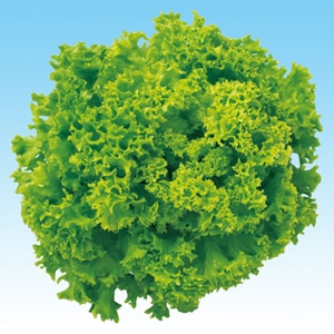 中原採種場　ハイドロレタス　グリーンリーフレタスL-110