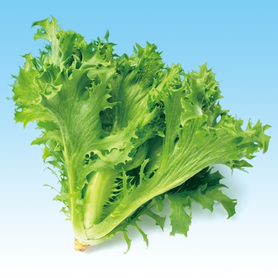 中原採種場　ハイドロレタス　フリルレタス　L-122