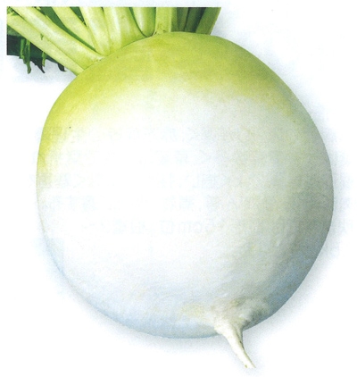 タカヤマシード　ダイコン種子　高農聖護院大根【取り寄せ注文】