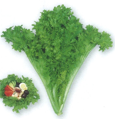 タカヤマシード からし菜 サラダだよ(健康野菜）【取り寄せ注文】＊種子有効期限2025年10月末