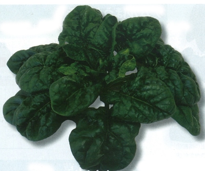 トキタ種苗 ホウレンソウ種子 寒味・極【取り寄せ注文】