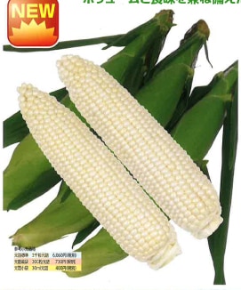 雪印種苗 スイートコーン種子 ピュアホワイトSP【取り寄せ注文】【2026年春種予約商品】