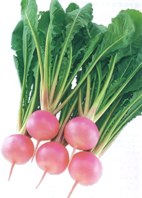 武蔵野種苗園 カブ種子 桃寿【取り寄せ注文】