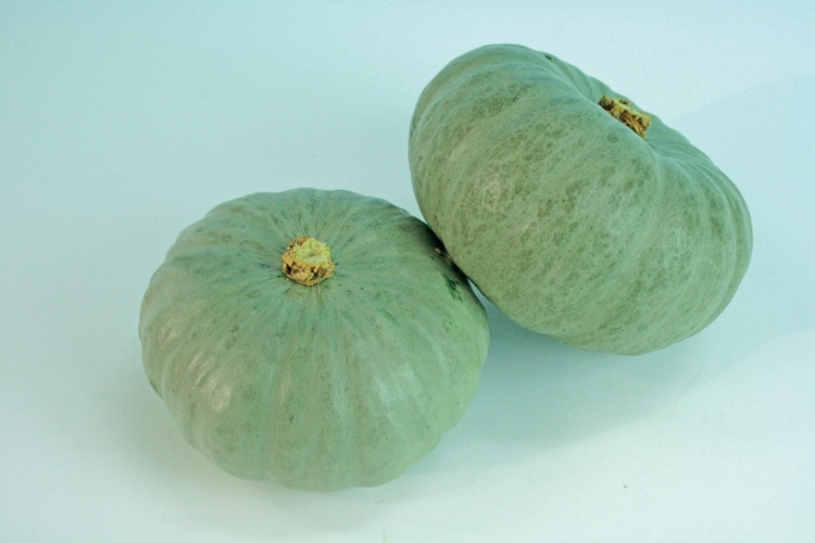 トキタ種苗 カボチャ種子 小吉 白【取り寄せ注文】＊種子有効期限2026年10月末