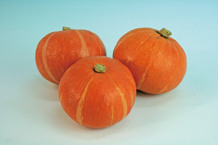 トキタ種苗 カボチャ種子 小吉 赤【取り寄せ注文】＊種子有効期限2026年10月末