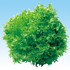 中原採種場　ハイドロレタス　フリルレタス（極早生系）　L-125