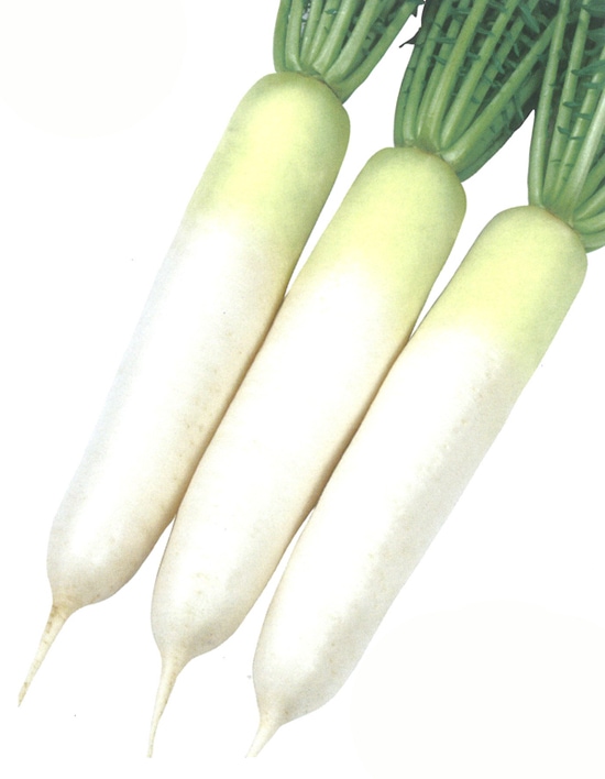 雪印種苗　ダイコン種子　夏巡り【取り寄せ注文】【2028年3月末終売予定】