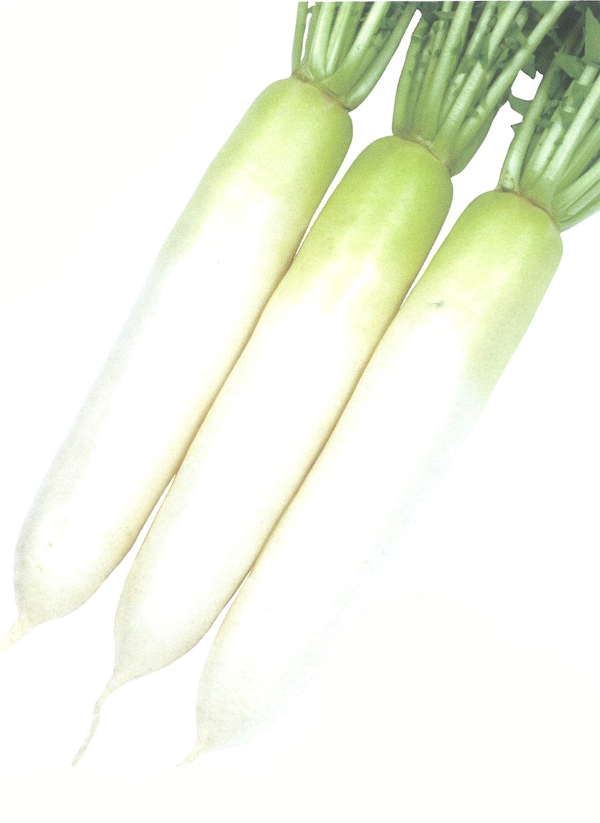 雪印種苗 ダイコン種子 早生涼太【取り寄せ注文】