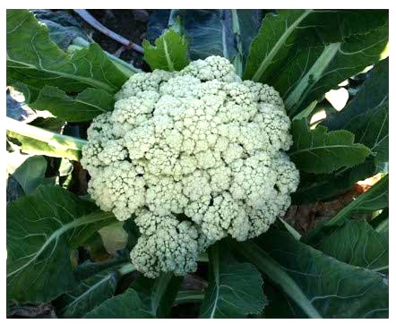 トキタ種苗 カリフラワー種子 グストイタリア カリフローレ90【取り寄せ注文】＊種子有効期限2026年11月末 