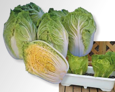 トキタ種苗 ハクサイ種子 舞の海【取り寄せ注文】
