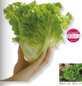 トキタ種苗 レタス種子 美味タス【取り寄せ注文】＊種子有効期限2026年