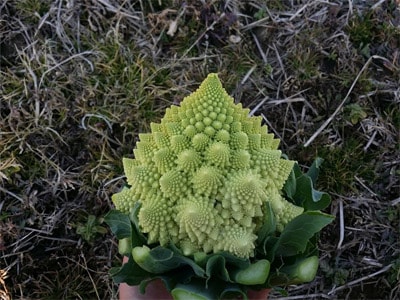 トキタ種苗 カリフラワー種子 グストイタリア ミケランジェロ【取り寄せ注文】【2026年春種予約商品】