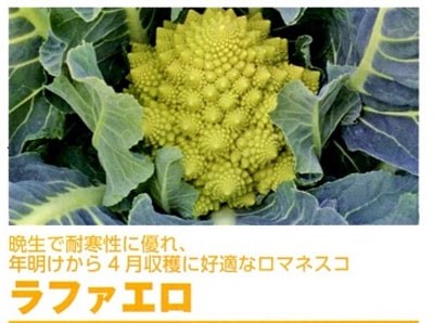 トキタ種苗 カリフラワー種子 グストイタリア ラファエロ【取り寄せ注文】