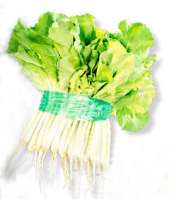 トキタ種苗 ベカナ種子 大東京べかな【取り寄せ注文】