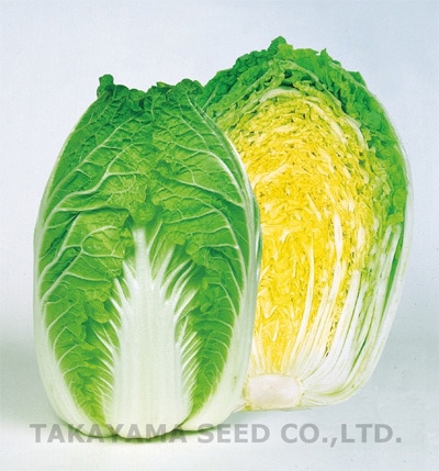 タカヤマシード　ハクサイ種子　CRご黄げん65【取り寄せ注文】