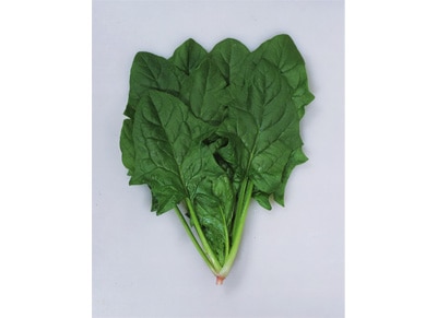 カネコ種苗　ホウレンソウ種子　グリーンホープ【取り寄せ注文】
