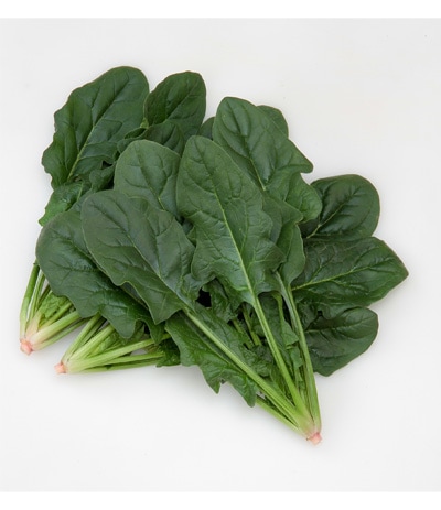 カネコ種苗　ホウレンソウ種子　ユアーズ【取り寄せ注文】