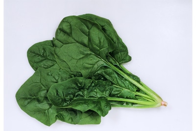 カネコ種苗　ホウレンソウ種子　サンフレシュ【取り寄せ注文】