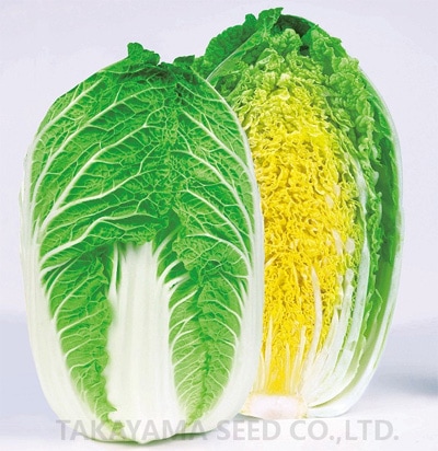 タカヤマシード　ハクサイ種子　CRご黄げん70【取り寄せ注文】