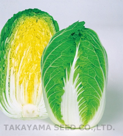 タカヤマシード　ハクサイ種子　CRご黄げん90【取り寄せ注文】