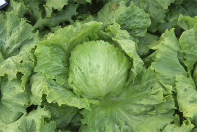 カネコ種苗　レタス種子　ワンダフル　PVP【取り寄せ注文】