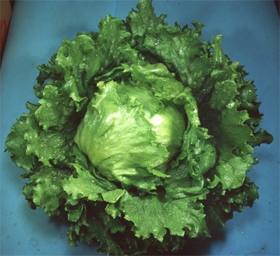 カネコ種苗　レタス種子　パトリオット【取り寄せ注文】