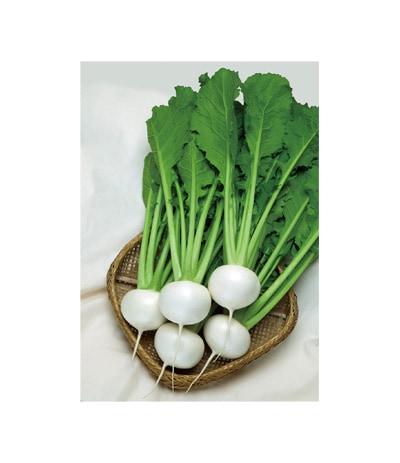 カネコ種苗 カブ種子 ゆきわらし【取り寄せ注文】