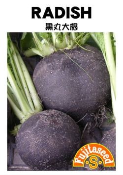 藤田種子 ダイコン種子 黒丸大根[R-5]【取り寄せ注文】＊種子有効期限2026年5月末