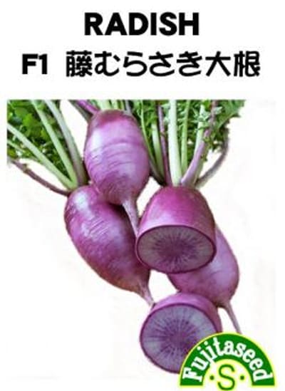 藤田種子 ダイコン種子 F1藤むらさき大根[R-41]【取り寄せ注文】※品切れ(25/5)