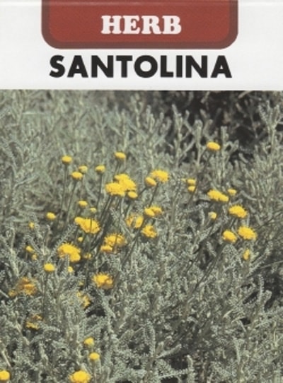 藤田種子 ハーブ種子 サントリナ エリザ[H-125]小袋【取り寄せ注文】＊種子有効期限2026年5月末