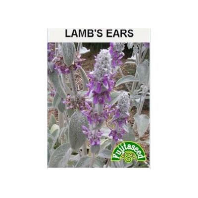 藤田種子 ハーブ種子 ラムズイヤー[H-104]小袋【取り寄せ注文】※品薄＊種子有効期限2026年5月末