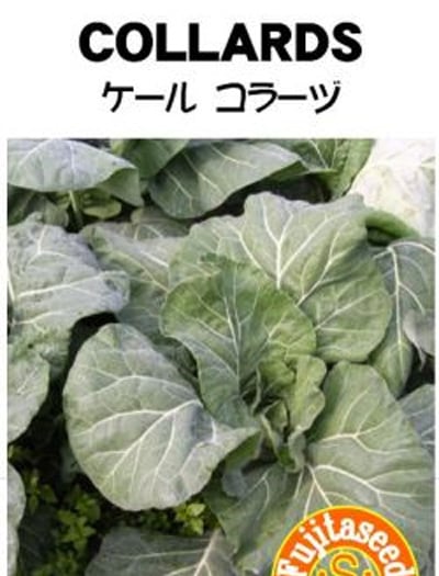 藤田種子 コラーヅ ケール種子[G-32]＊小袋【取り寄せ注文】