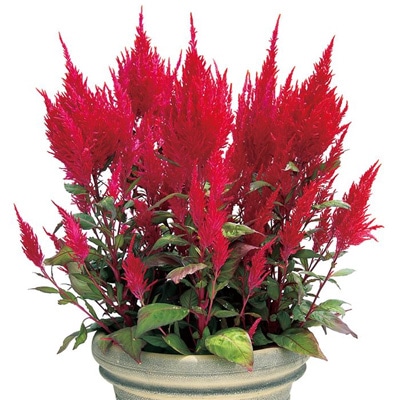 サカタのタネ 実咲250 けいとう チャイナタウン 小袋［906337]【取り寄せ注文】※春のみ商品【2026年春種予約商品】 