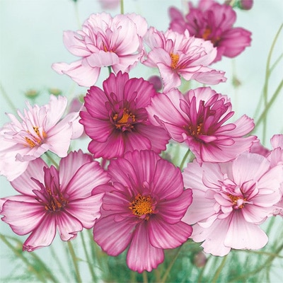 サカタのタネ 実咲350 コスモス レッドイリュージョン 小袋[905178］【取り寄せ注文】※春のみ商品【2026年春種予約商品】 