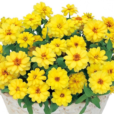 サカタのタネ ジニア種子 プロフュージョンダブルイエロー PVP【取り寄せ注文】※春のみ商品【2026年春種予約商品】 