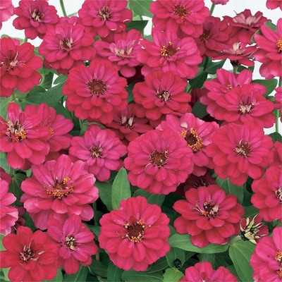 サカタのタネ ジニア種子 プロフュージョンダブルホットチェリー PVP【取り寄せ注文】※春のみ商品【2026年春種予約商品】 