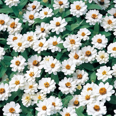 サカタのタネ ジニア種子 プロフュージョンダブルホワイト PVP【取り寄せ注文】※春のみ商品【2026年春種予約商品】 