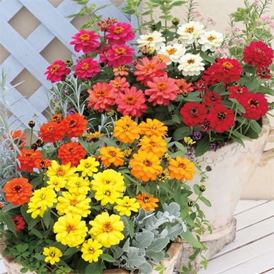 サカタのタネ ジニア種子 プロフュージョンダブルミックス【取り寄せ注文】※春のみ商品【2026年春種予約商品】 