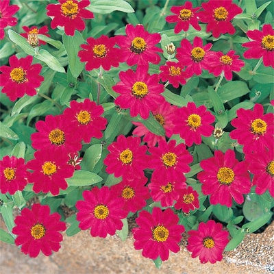 サカタのタネ ジニア種子 プロフュージョンチェリー【取り寄せ注文】※春のみ商品【2026年春種予約商品】 