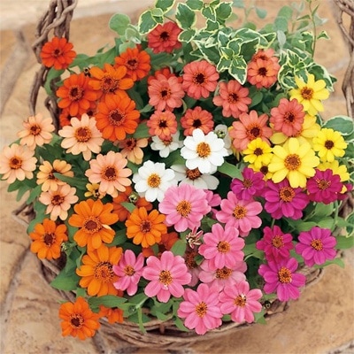 サカタのタネ ジニア種子 プロフュージョンミックス【取り寄せ注文】※春のみ商品【2026年春種予約商品】 