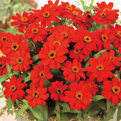 サカタのタネ ジニア種子 プロフュージョンレッド PVP【取り寄せ注文】※春のみ商品【2026年春種予約商品】 