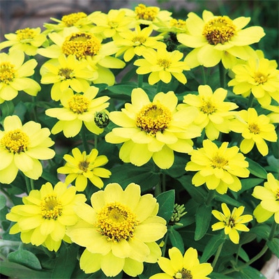 サカタのタネ ジニア種子 プロフュージョンレモン PVP【取り寄せ注文】※春のみ商品【2026年春種予約商品】 