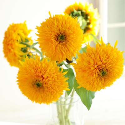 サカタのタネ　実咲250　八重咲 ひまわり　オレンジグローブ　小袋[906734]【取り寄せ注文】※春のみの商品※2026年春品切れ