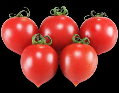 大和農園 ミニトマト種子 F1サブレ【取り寄せ注文】＊種子有効期限2026