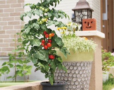 大和農園　ミニトマト種子　F1ホームルビー【取り寄せ注文】