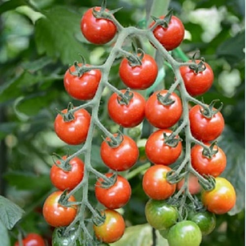 ヴィルモランみかど ミニトマト種子 小鈴エル【取り寄せ注文】