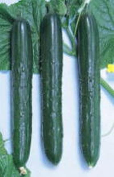 渡辺採種場　キュウリ種子　青函白いぼ【取り寄せ注文】