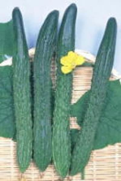 渡辺採種場　キュウリ種子　豊産四葉【取り寄せ注文】